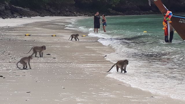 Thailand-Andamanensee-Segeltoern-Koh Phi Phi-Monkey Beach1