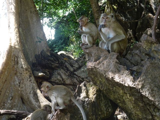 Thailand-Khao-Sok-Nationalpark-Affenfelsen
