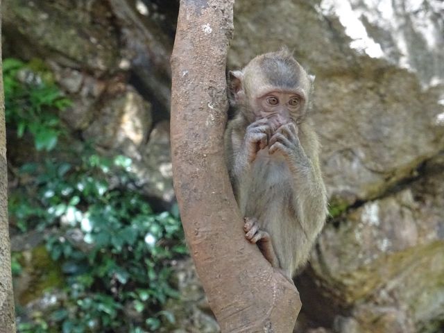 Thailand-Khao-Sok-Nationalpark-Affenfelsen