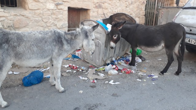 Esel im Ort Dana in Jordanien