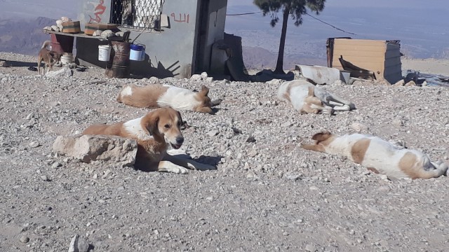 Verwilderte Hunde in Jordanien