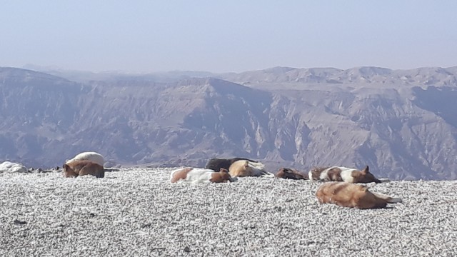 Verwilderte Hunde in Jordanien
